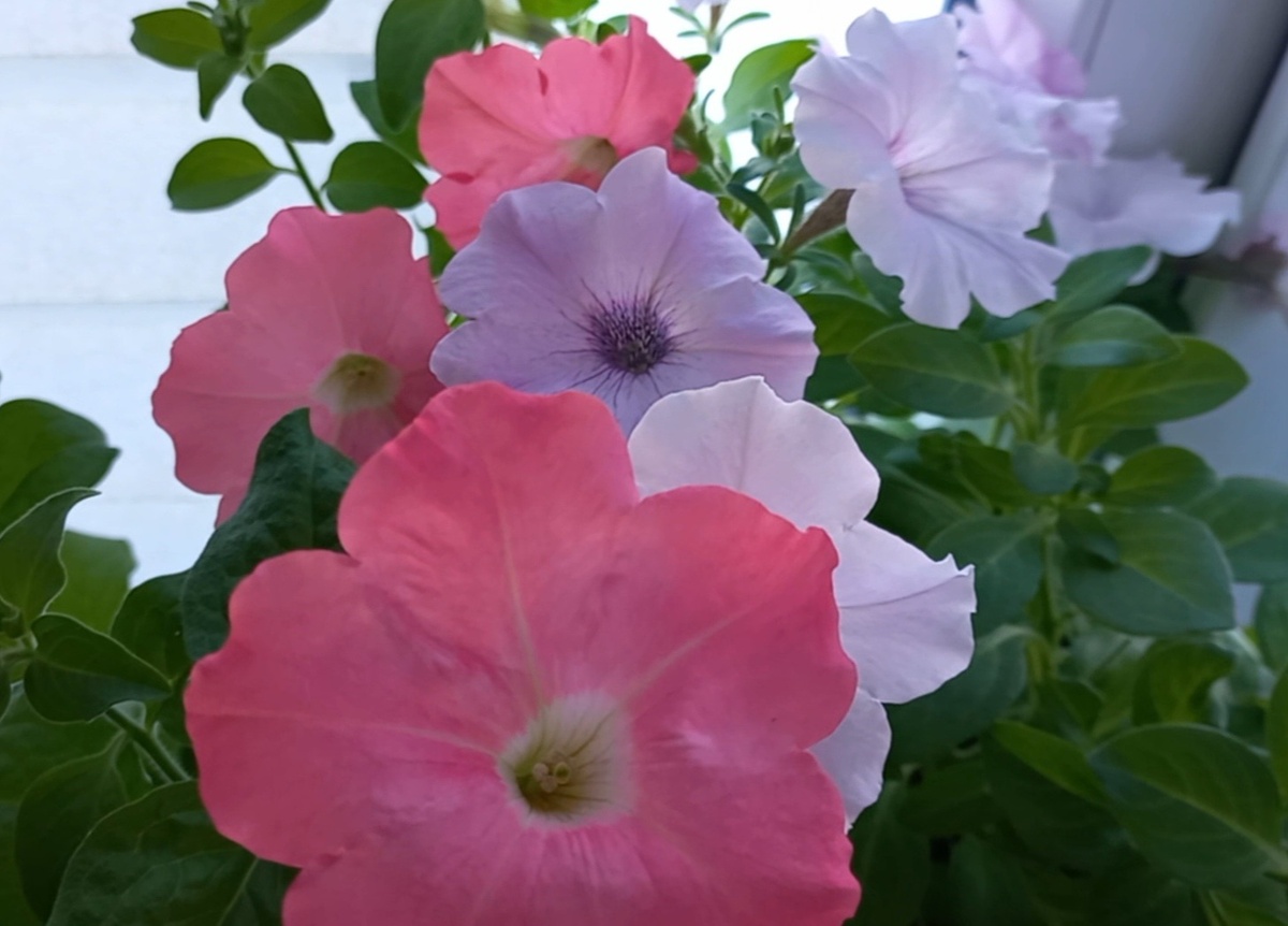 Маточные растения, фото автора