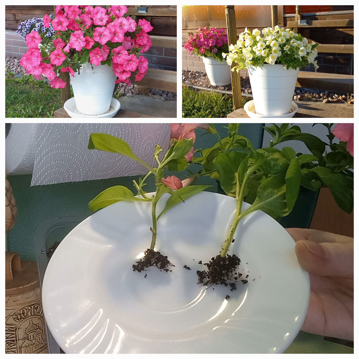 Коллаж автора