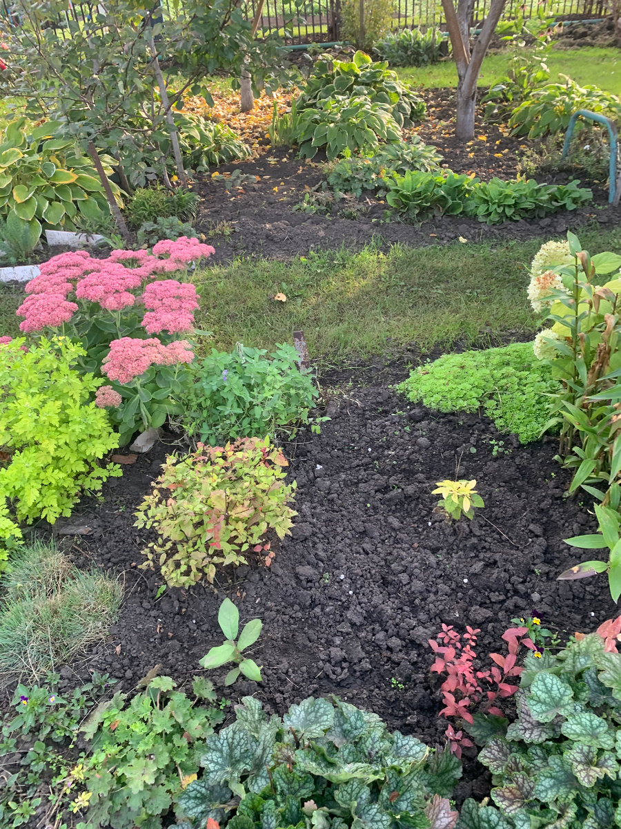 Спирея Огненое пламя и молодой кустик посконника, вск фото автора