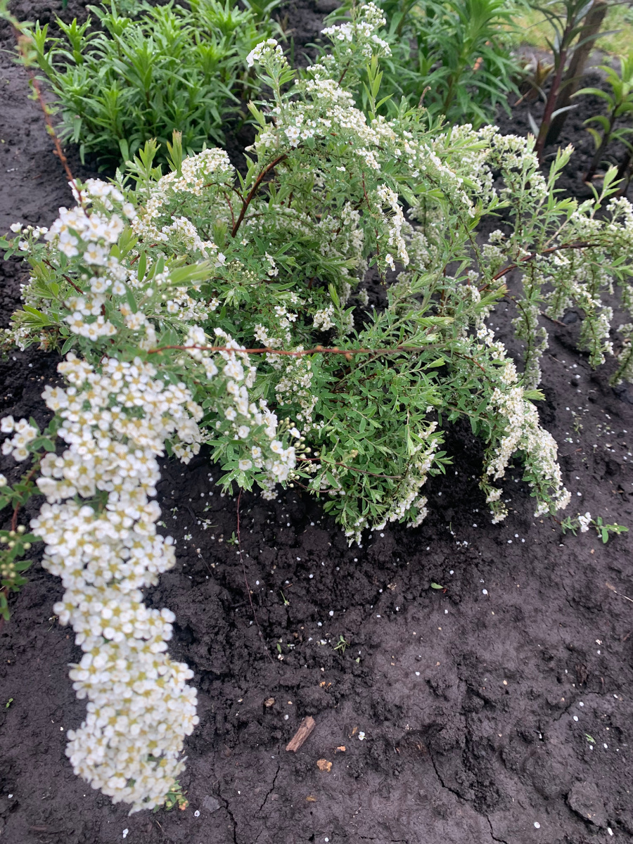 Спирея серая Грефшейм