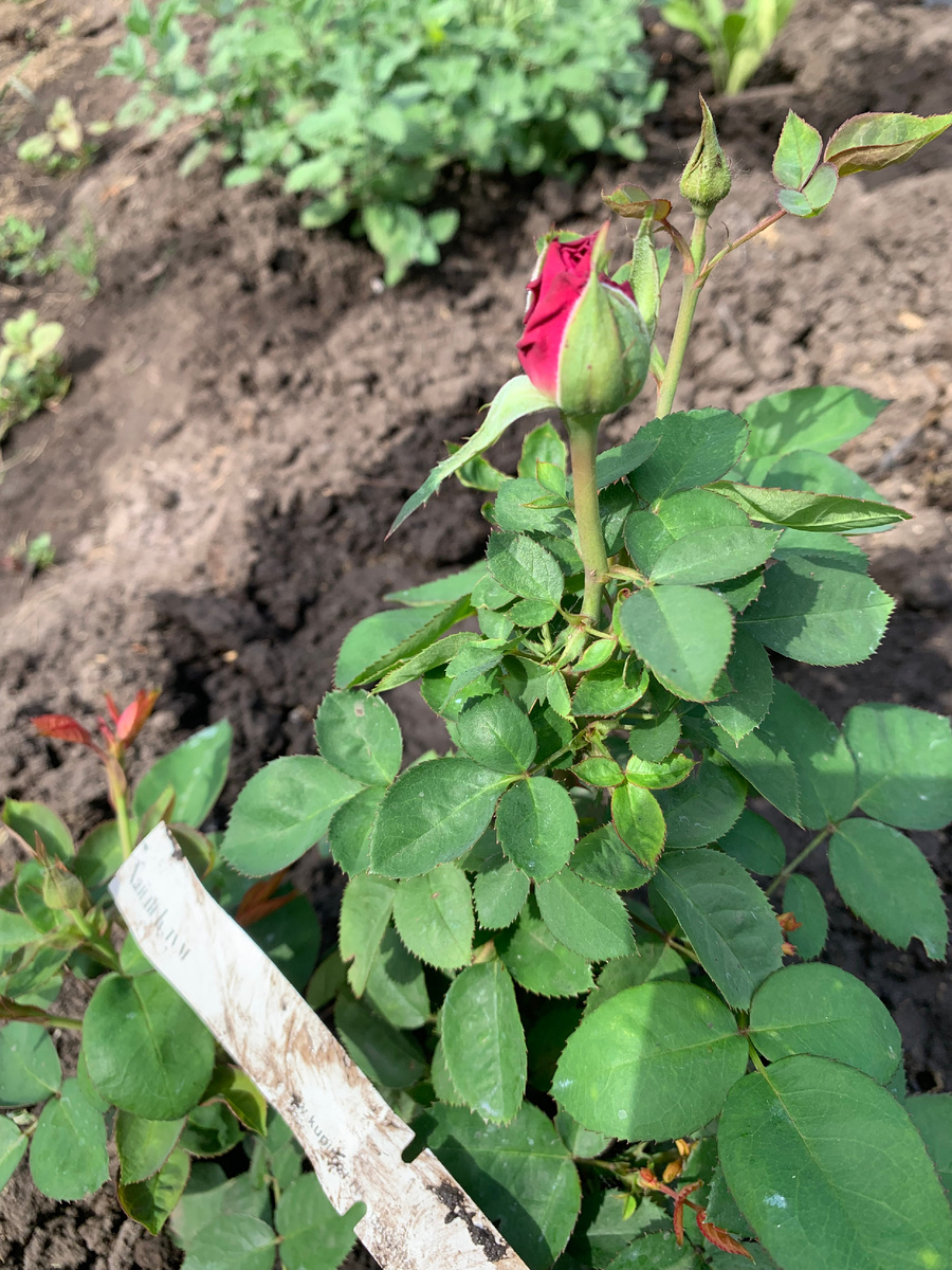 роза Хайди Клум