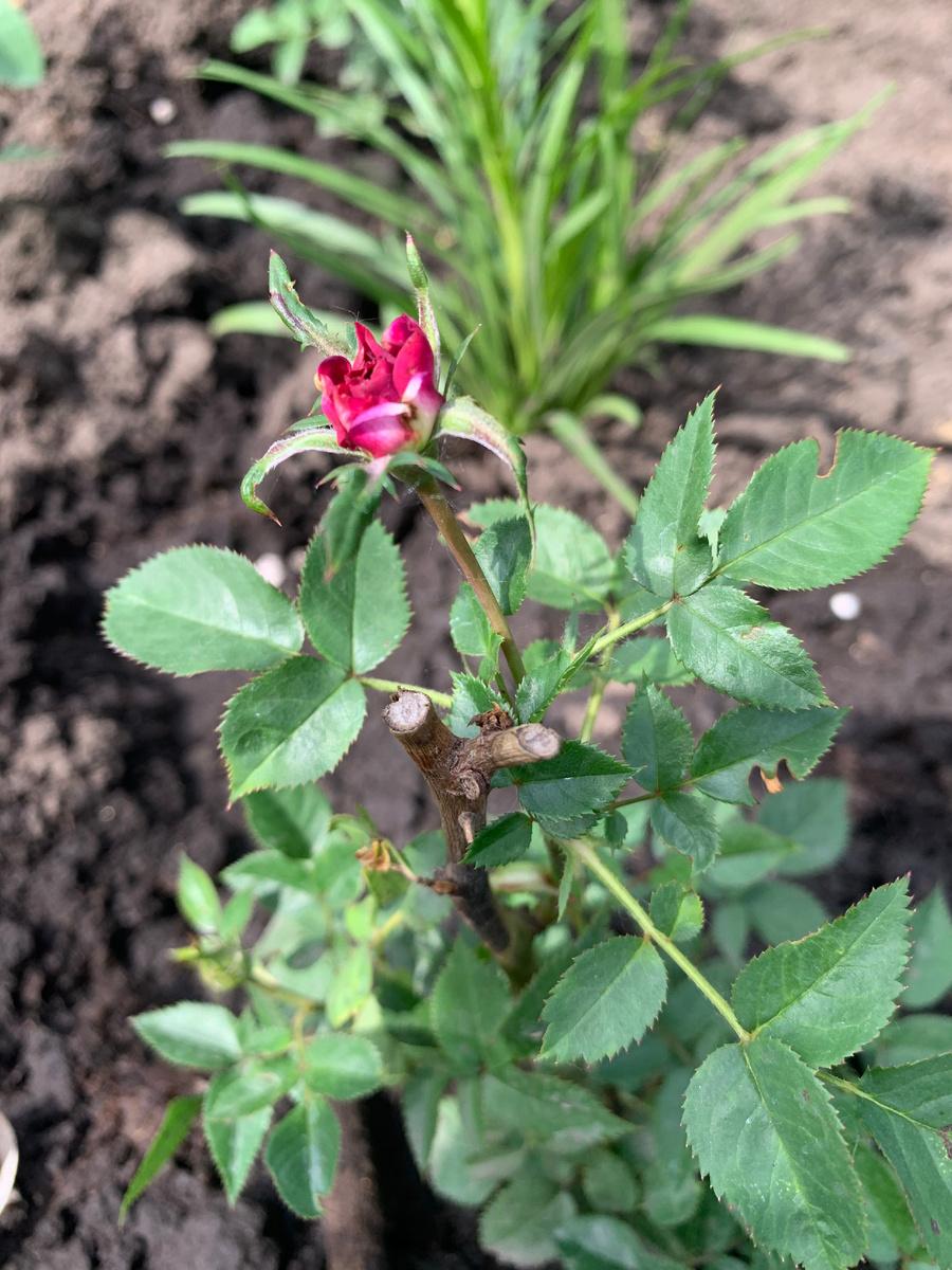 25.06.24роза Хайди Клум