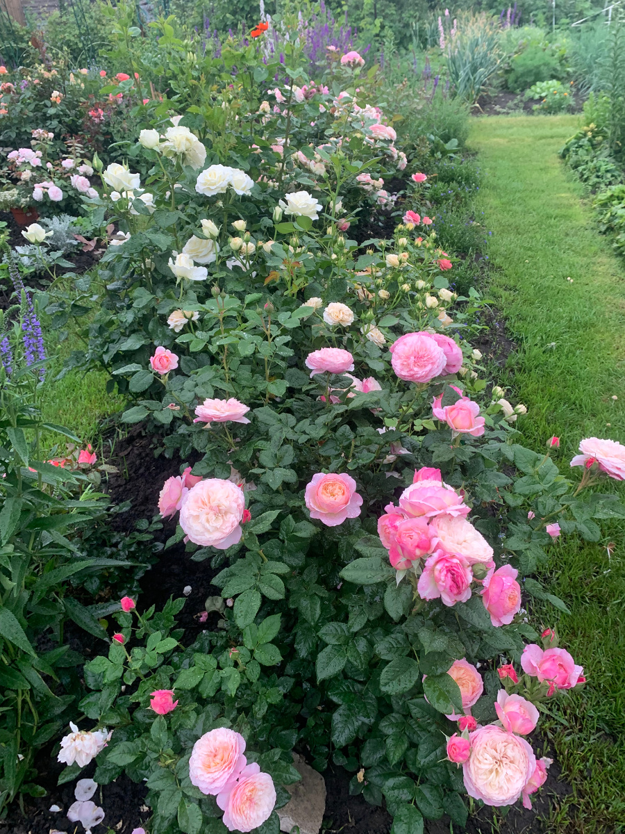 22.06.25. Роза Констанс, все фото автора