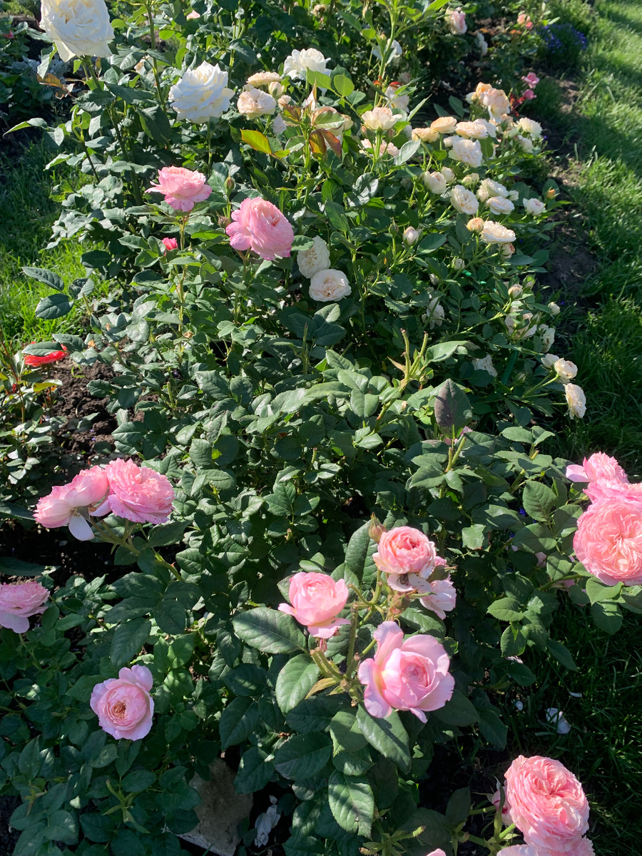 28.06.25 роза Констанс.