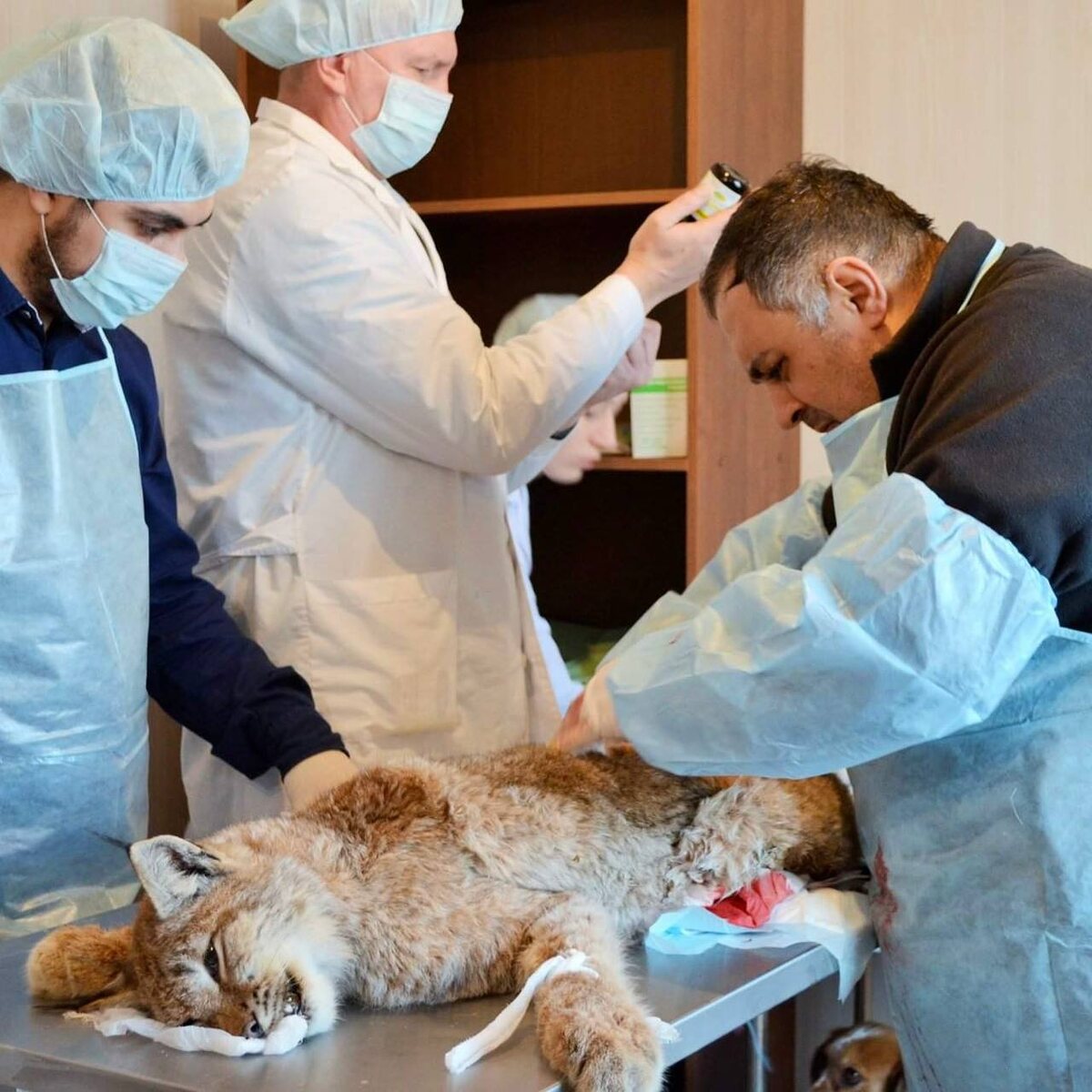 Легендарная рысь Марыся