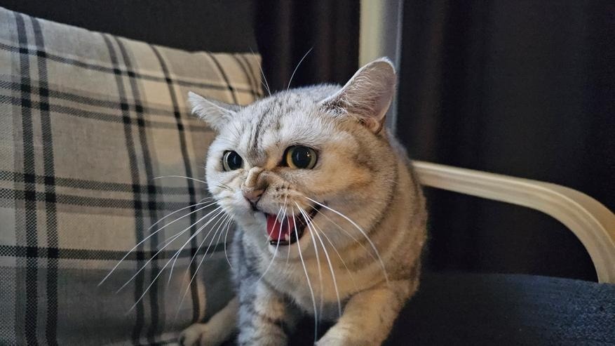    Кошка Лира. admin