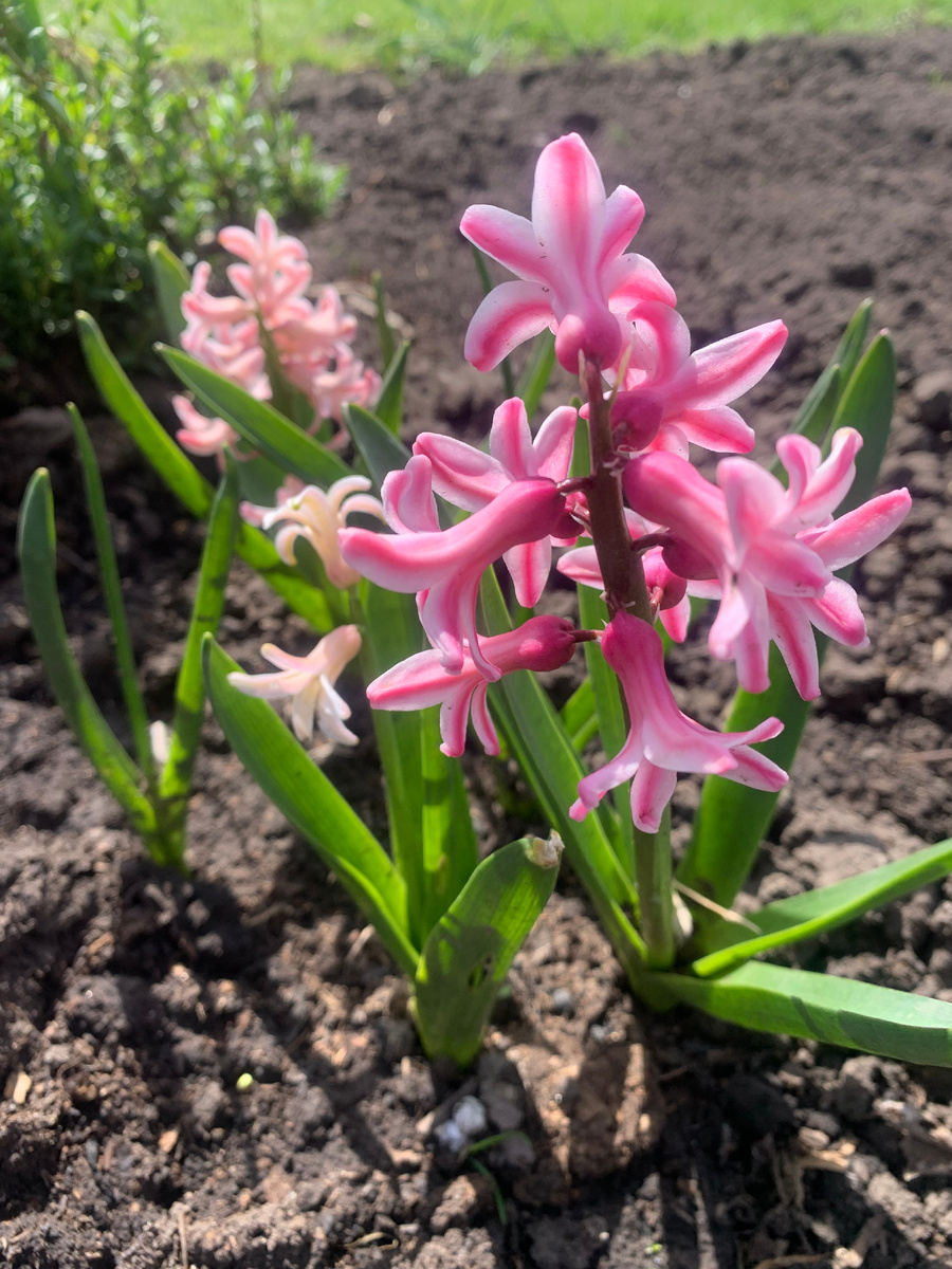 гиацинт 30.04.25