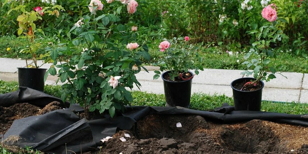 Уход за розами на участке - план на весь год начиная с марта