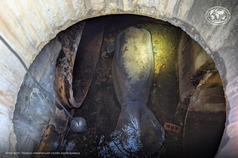 180-килограммовый ламантин застрял в канализации