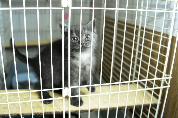 Усыновление - лучший способ найти нового друга