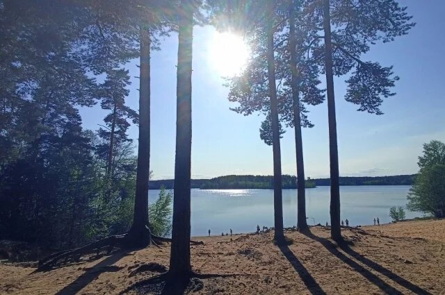    К чему снится сосна?