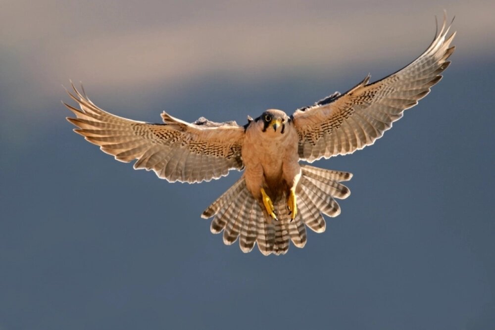   Нападение сокола может указывать на страх быть покоренным или потерять независимость в отношениях. Фото: istockphoto.com