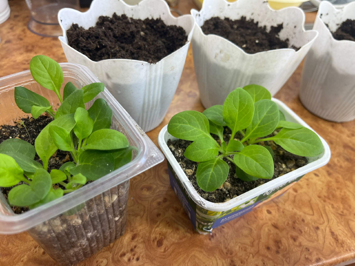 Пора пикировть, тайдалы были прищипнуты над пятым листком