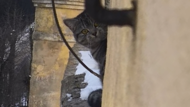 Фото: Кошкиспас