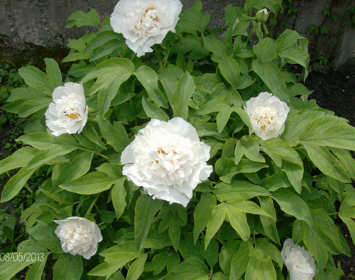 Пион древовидный. Личное фото из собственного питомника. 