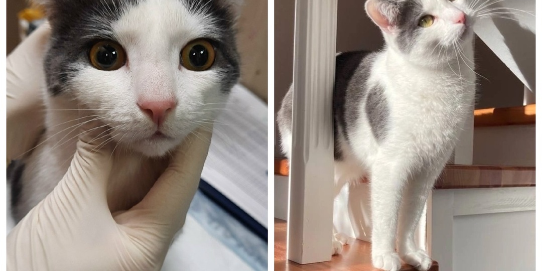 До и после: все котики желают стать любимыми