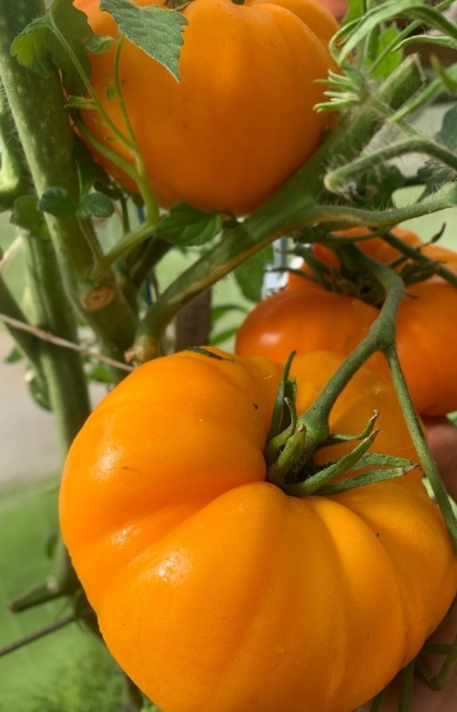 Сорт Свадьба в Небраска 