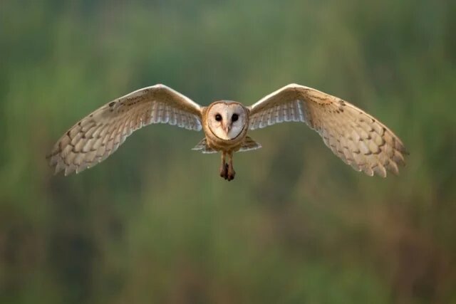    К чему снится сова?