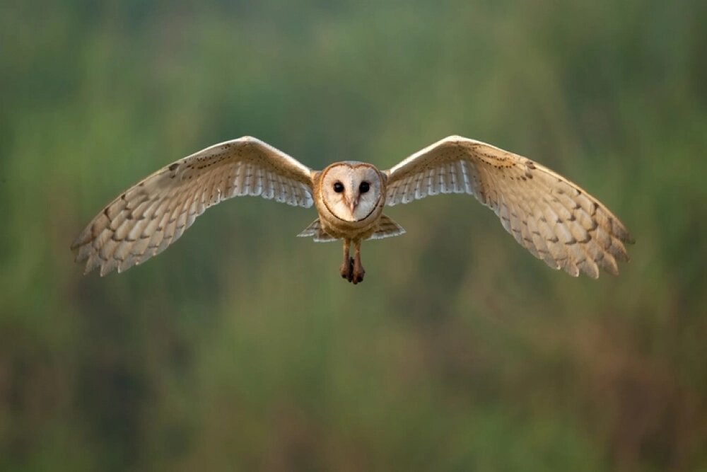    Если сова наблюдает за вами, это может быть проявлением внутреннего контроля, который сдерживает импульсы. Фото: istockphoto.com