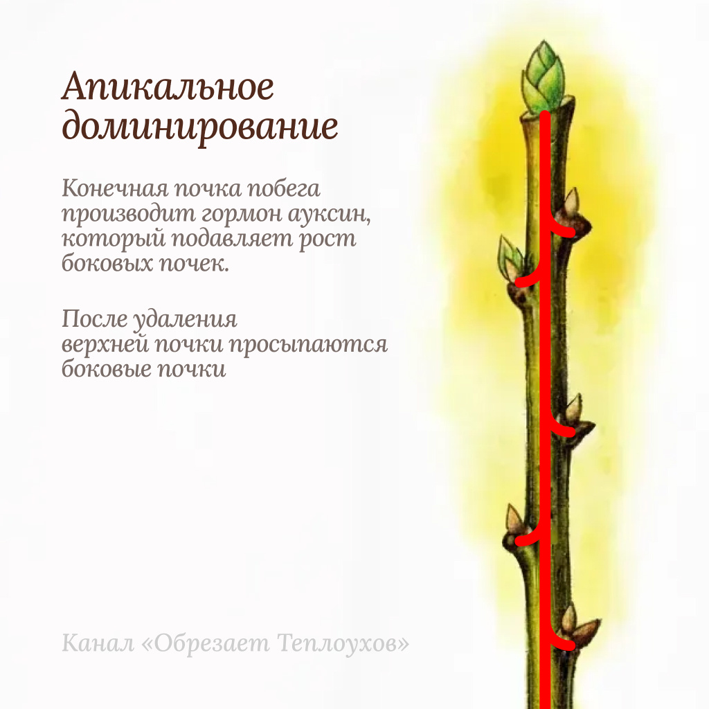 Ауксин и апикальное доминирование