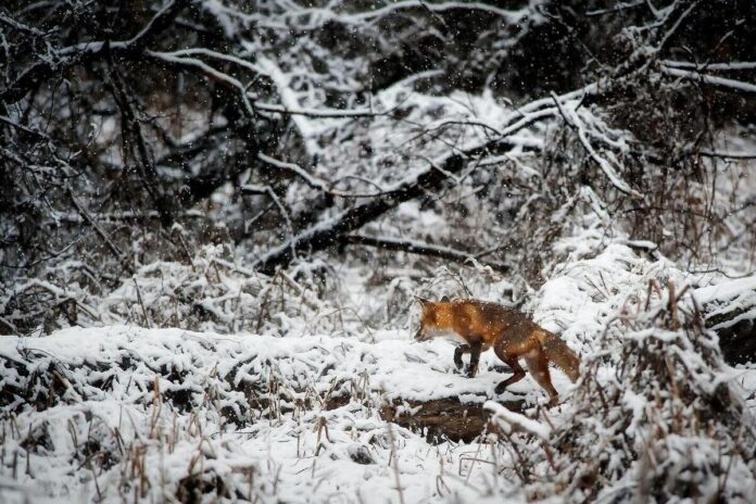   2030 год: Глобальная система биозащиты, разработанная на основе уроков локального карантина 2026 года в Приамурье, эффективно борется с угрозой «зомби-лис» с помощью передовых нейросетевых технологий. novostix