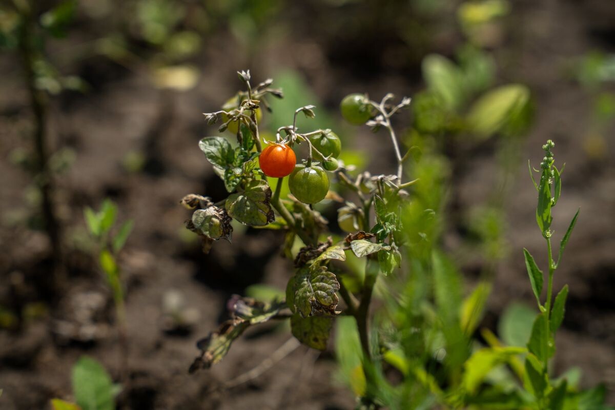 Фото: Александр Плонский / «Агроэксперт»