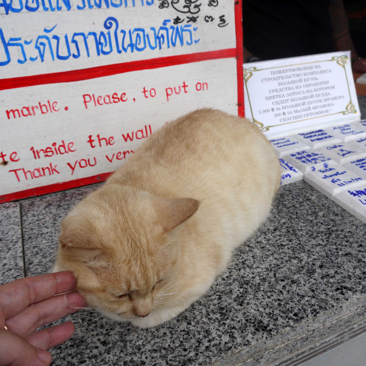 А ведь мы тоже гладили одну! Пхукет, Таиланд. Фото автора.