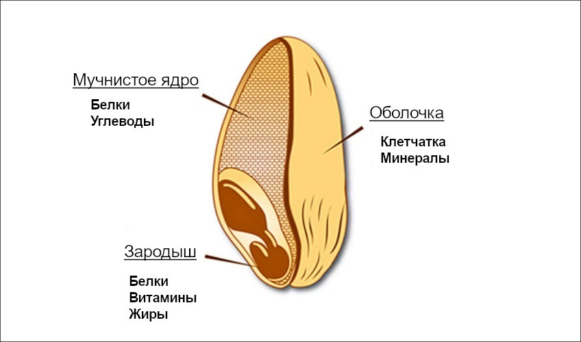 Строение зерна пшеницы
