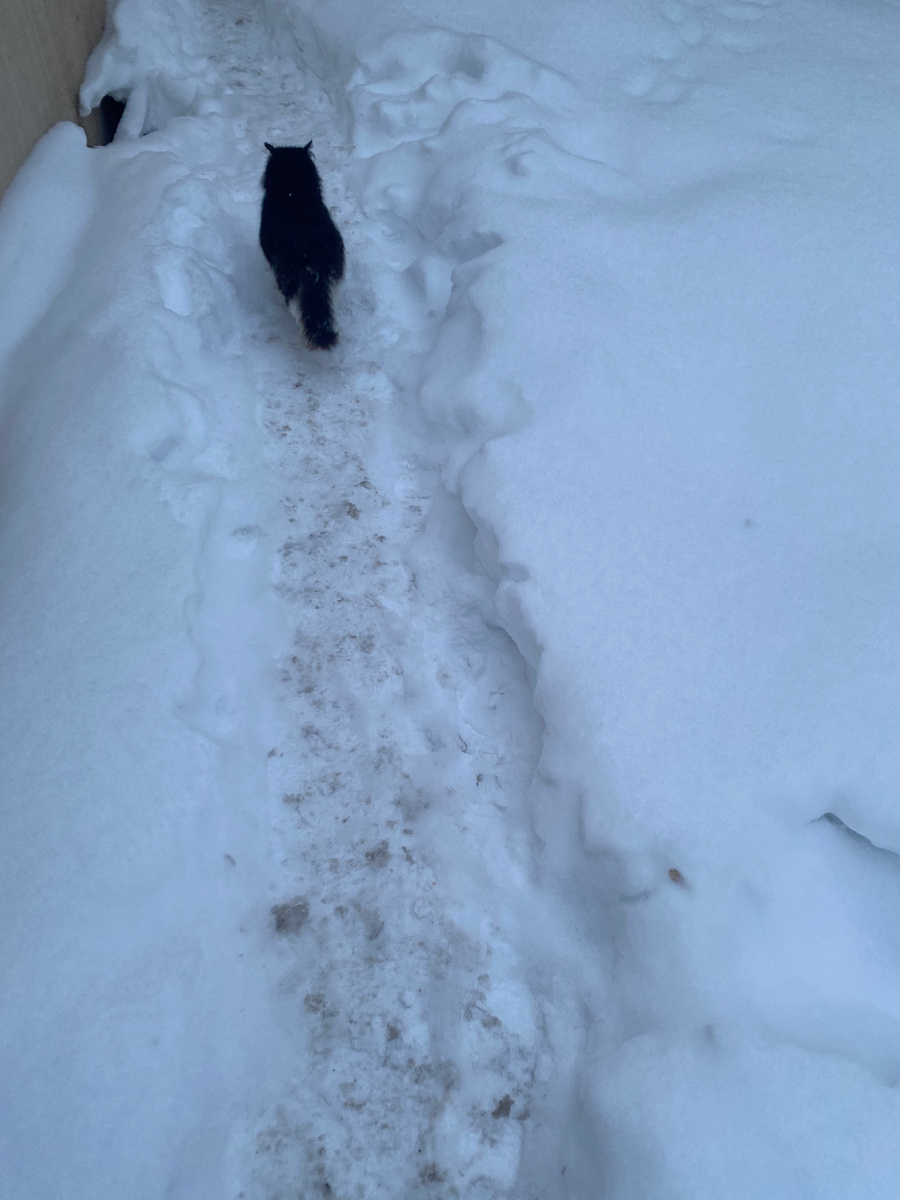 Птичка, вид сзади