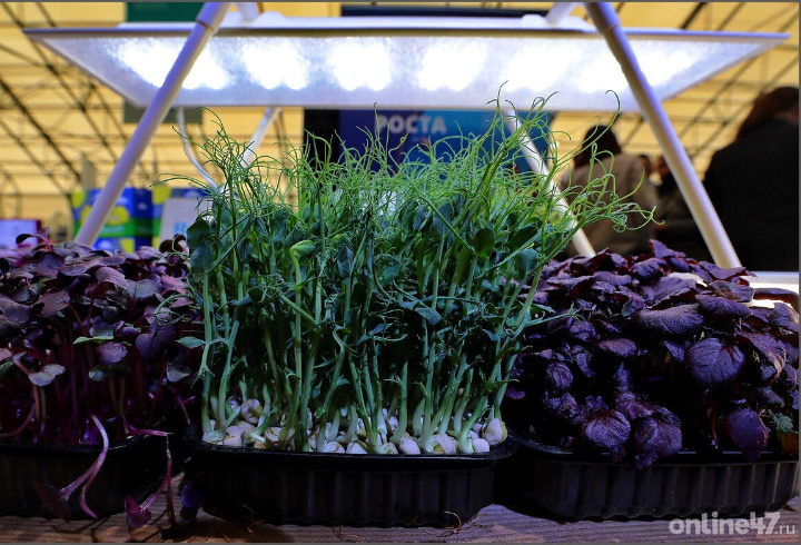 фото: Валентин Илюшин/Online47