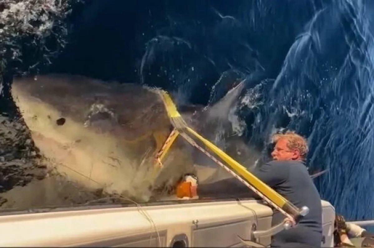    Ученые получили новые данные о гигантской 2700-килограммовой белой акуле