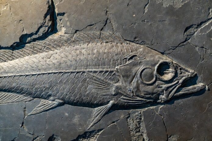    Научная фантастика становится реальностью: расшифровка генома древних рыб открывает путь к биоинженерии, но несет в себе риски. novostix