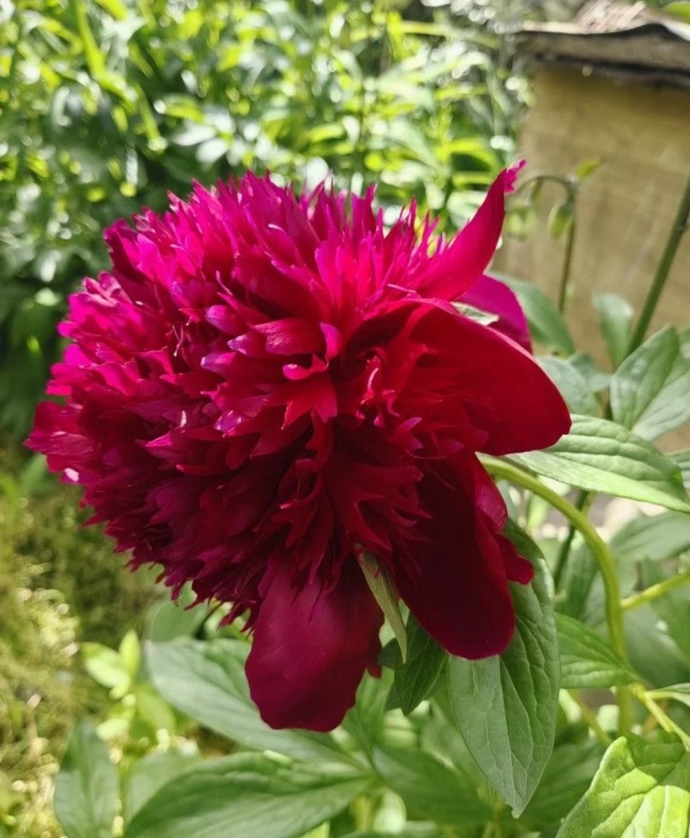 Фото покупателя подноса