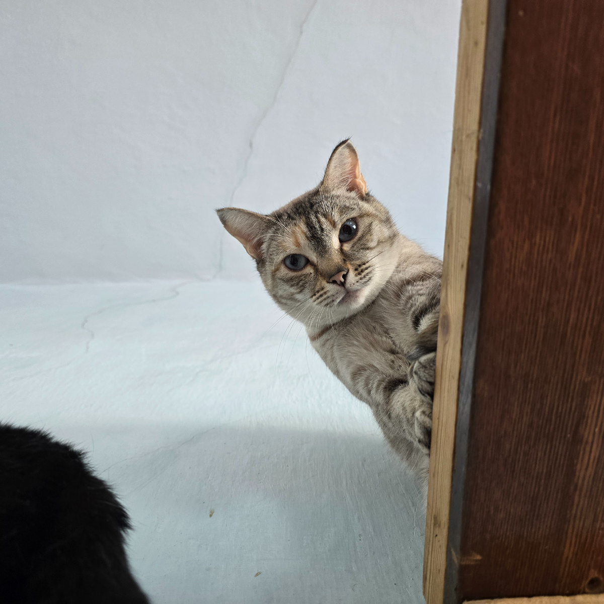 Шуша подсматривает, готовится к великому побегу