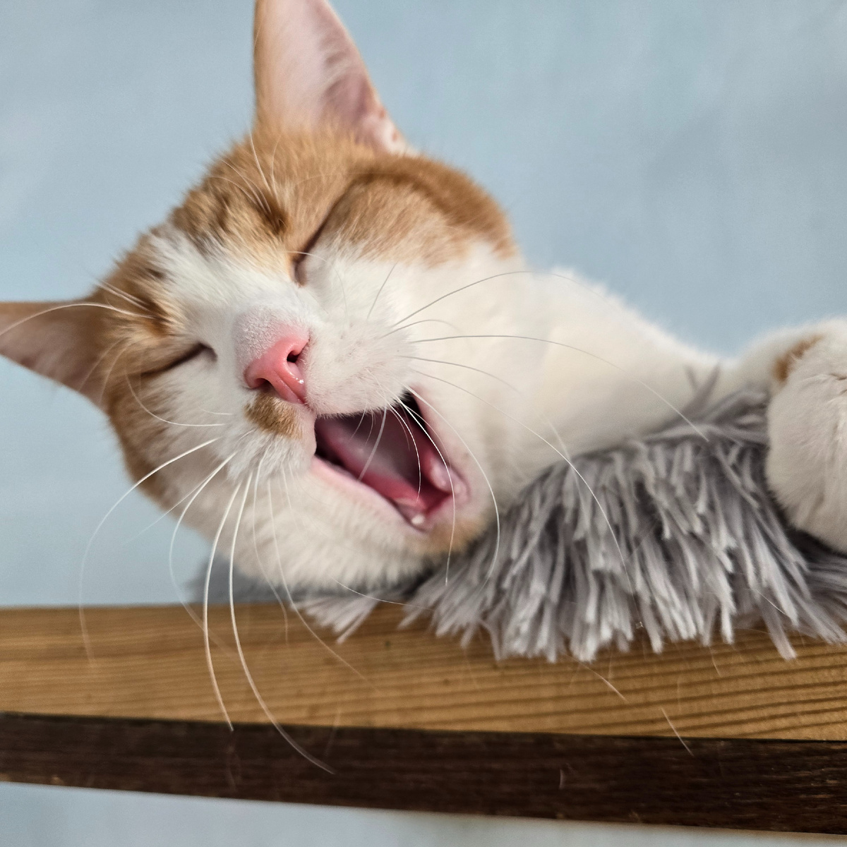 Орион изображает крайнее возмущение всем происходящим