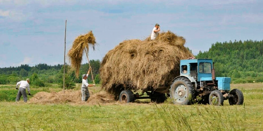 Сенокос. Никогда это не забуду. Косой косишь, переворачиваешь сено, грузишь в телегу, трамбуешь, тело чешется. И потом на речку