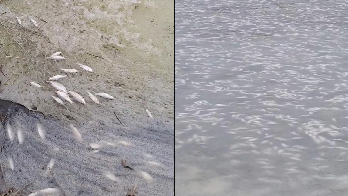    Фото: скриншот видео t.me/rakurseisk