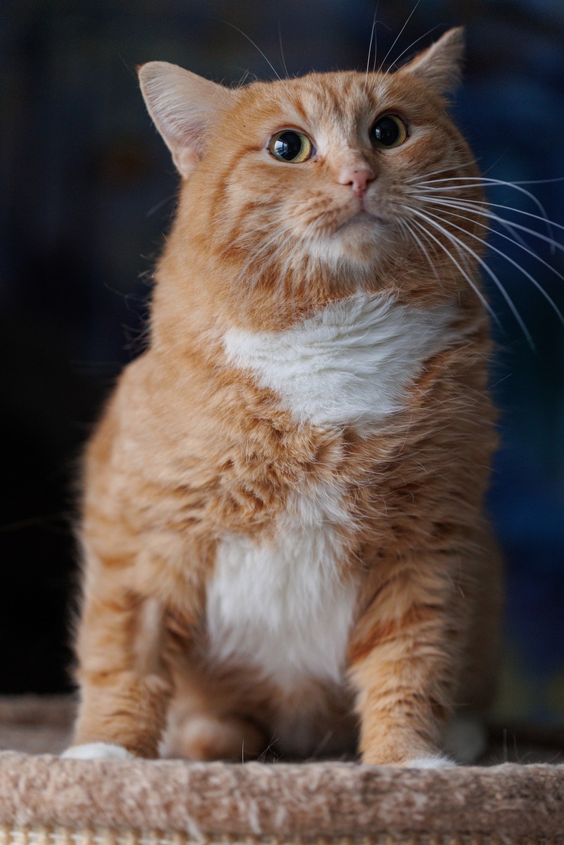 Участник из приюта ЗооОстровок