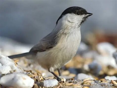 Фото из интернета