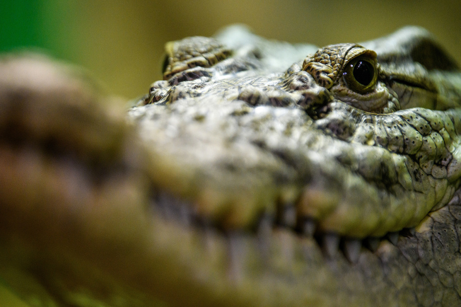    Ilya Moskovets/URA.RU/Global Look Press