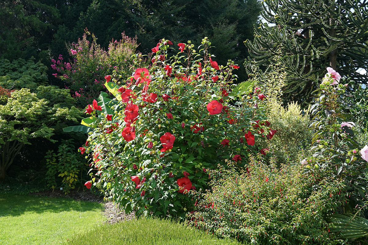 Dusan UHRIN / Shutterstock / FOTODOM📷Гибискус может быть как небольшим цветком, так и кустарником