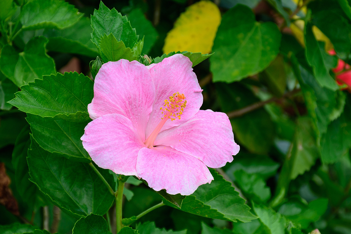 Yanawut.S / Shutterstock / FOTODOM📷Лепестки гибискуса могут быть разных цветов и размеров