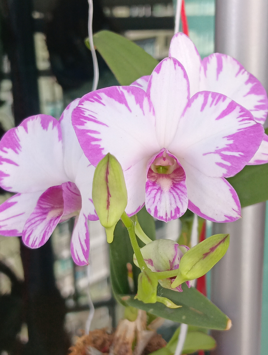 Сорт дендрофаленопсиса Enobi