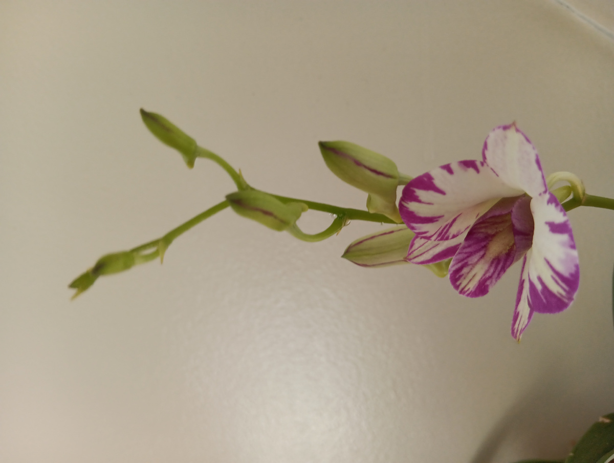 Цветение продолжительное.