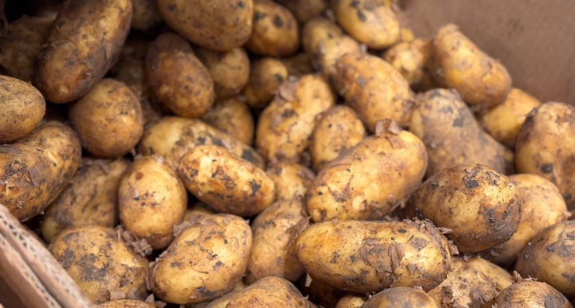    Первый городской канал Калининград