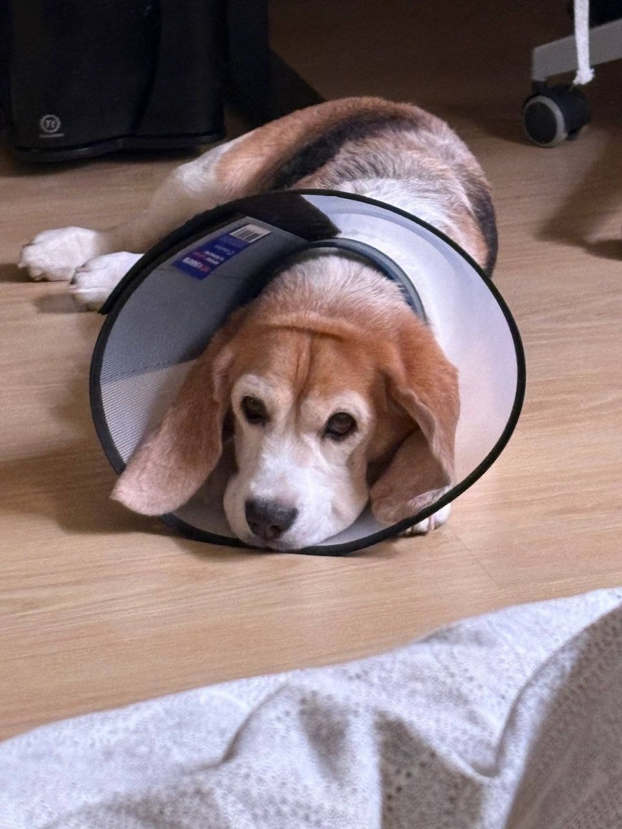 грустный Киса