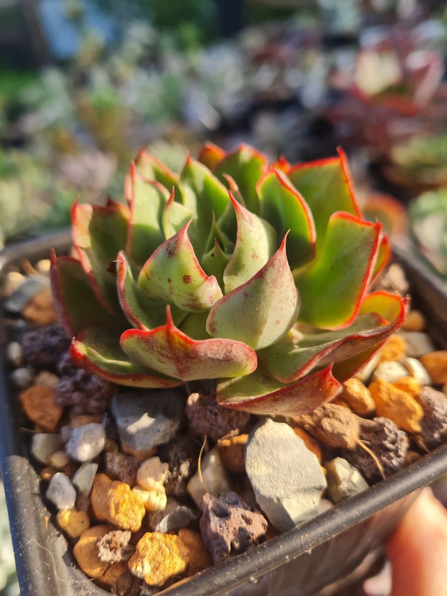  Echeveria ‘Yangjin’. Sunny kid | Succulent