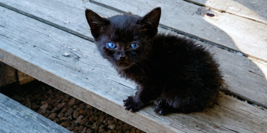 Предсказание