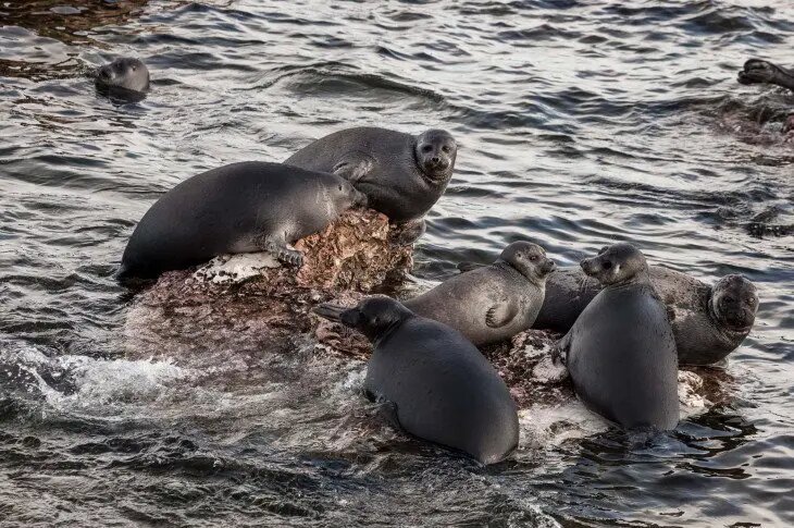    Фото: scientificrussia.ru Кирилл