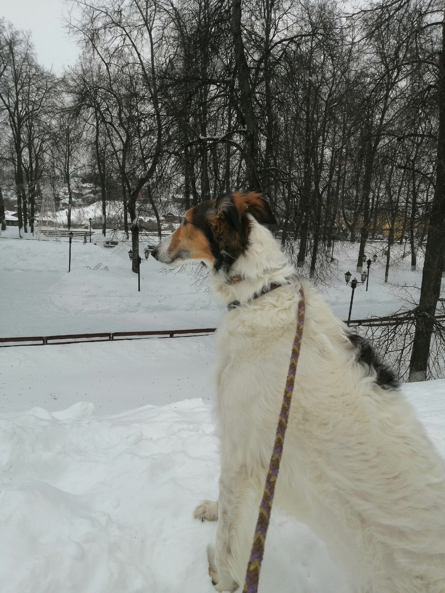 Прогулка. 15 мороза. Ветер. Обещают метель